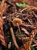 Micromphale sequoiae image