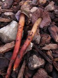 Phaeocollybia fallax image
