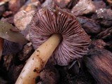 Phaeocollybia fallax image
