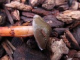 Phaeocollybia fallax image