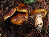 Tricholoma focale image