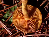 Cortinarius cinnamomeus image