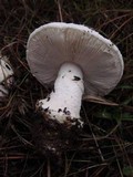 Amanita silvicola image