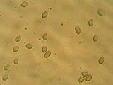 Mycopan scabripes image