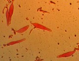 Mycopan scabripes image