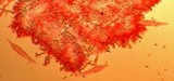 Mycopan scabripes image