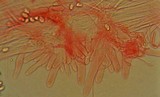 Mycopan scabripes image