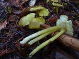 Hygrocybe virescens image