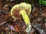 Pulveroboletus ravenelii image