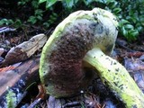 Pulveroboletus ravenelii image