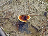 Gloeophyllum sepiarium image