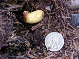 Gastroboletus turbinatus image