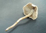 Panaeolus bisporus image