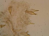 Panaeolus bisporus image