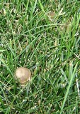 Panaeolus bisporus image