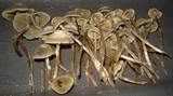 Panaeolus bisporus image