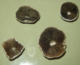 Panaeolus bisporus image