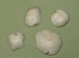 Panaeolus bisporus image