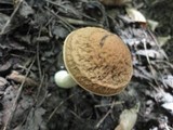 Leccinum pseudoscabrum image