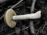Leccinum pseudoscabrum image