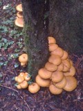 Gymnopilus ventricosus image