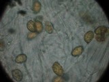 Gymnopilus ventricosus image