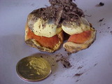 Gastroboletus turbinatus image