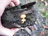 Gymnopilus sapineus image