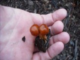Gymnopilus sapineus image