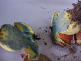 Gastroboletus turbinatus image