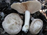 Entoloma sinuatum image