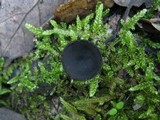 Plectania rhytidia image