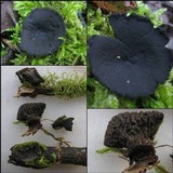 Plectania rhytidia image