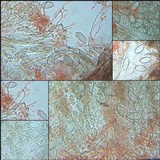 Plectania rhytidia image