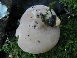 Peziza repanda image