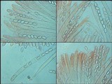 Peziza repanda image