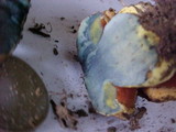 Gastroboletus turbinatus image