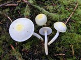 Hygrophorus chrysodon image