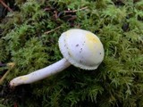 Hygrophorus chrysodon image