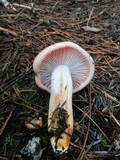 Hygrophorus pudorinus image