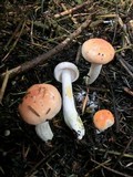 Hygrophorus pudorinus image