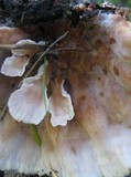 Onnia tomentosa image