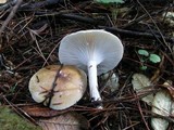 Hygrophorus bakerensis image