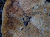 Inonotus dryadeus image