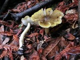 Tricholoma sejunctum image