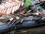 Pithya cupressina image