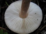Lepiota brunneoincarnata image