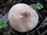 Lepiota brunneoincarnata image