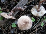 Lepiota brunneoincarnata image