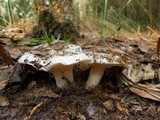 Hygrophorus subsordidus image